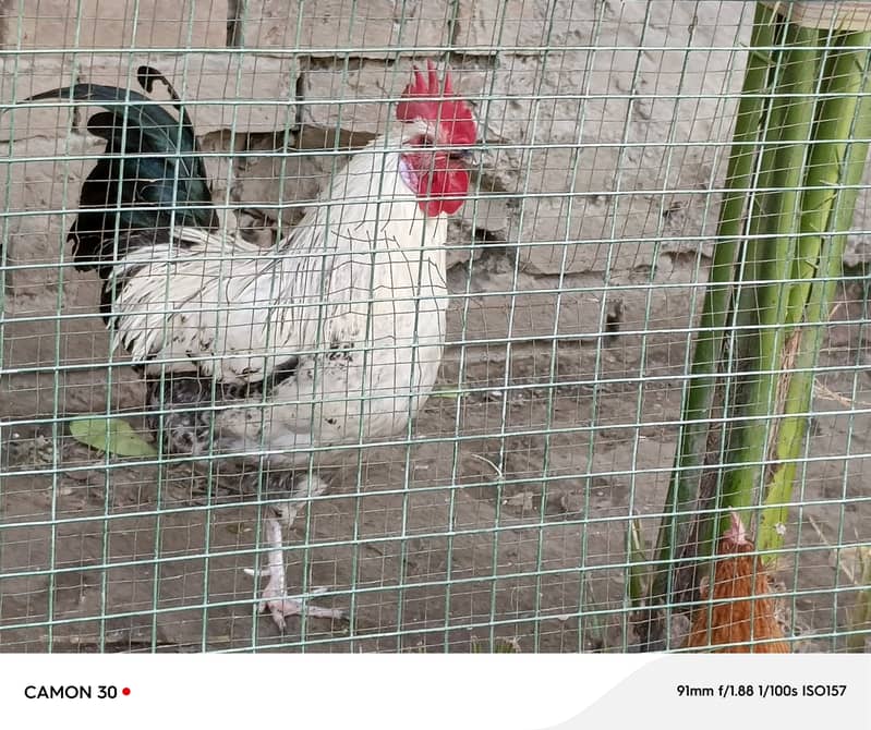 1 breeder murgha and 3 egg laying hens, 03134779532 0