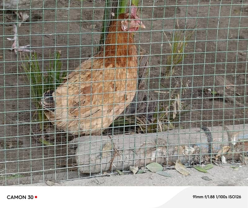 1 breeder murgha and 3 egg laying hens, 03134779532 1