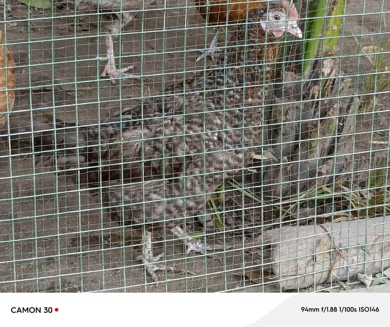 1 breeder murgha and 3 egg laying hens, 03134779532 4