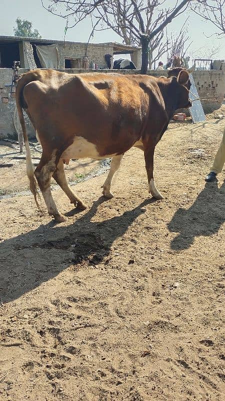 Cow گائے 0