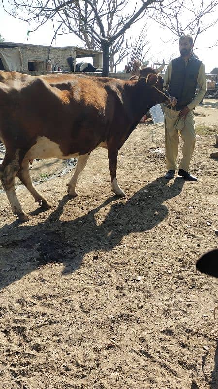 Cow گائے 1