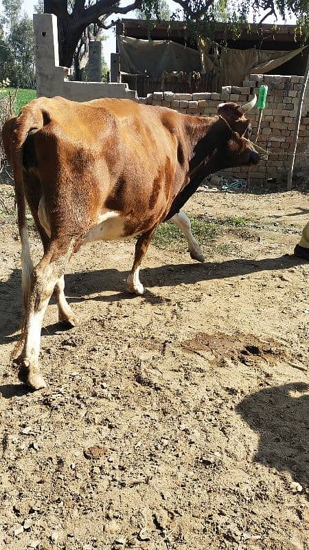 Cow گائے 2