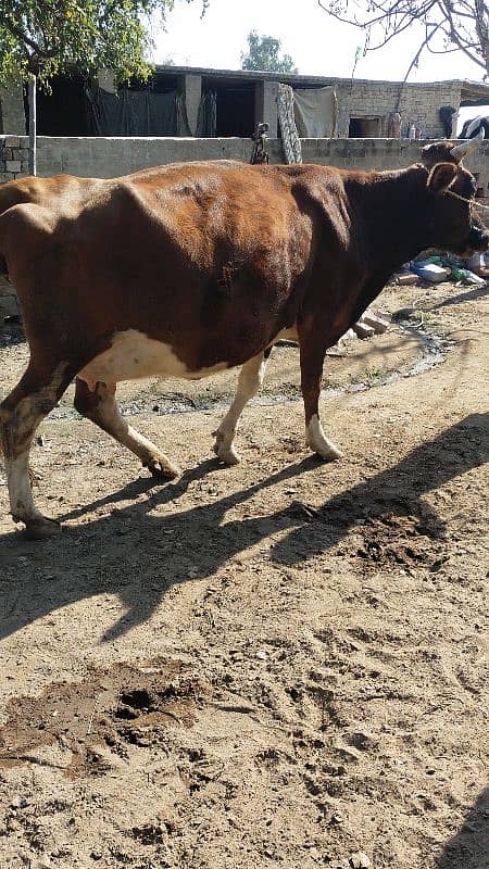 Cow گائے 3