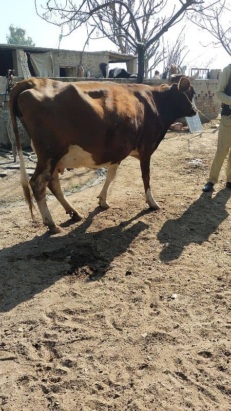 Cow گائے 4