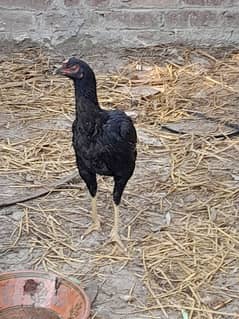 female aseel murgi for sale hen for sale