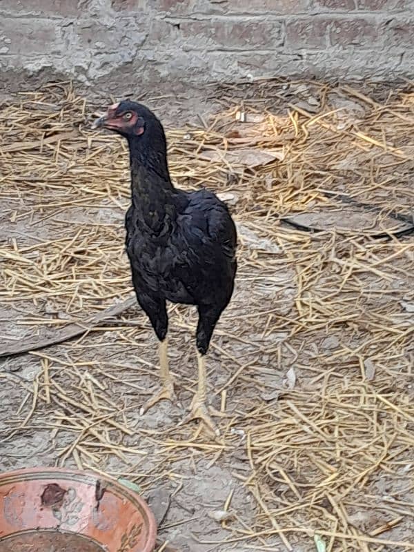 female aseel murgi for sale hen for sale 0