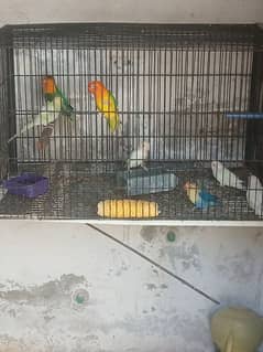 parrot for sale Jama cage