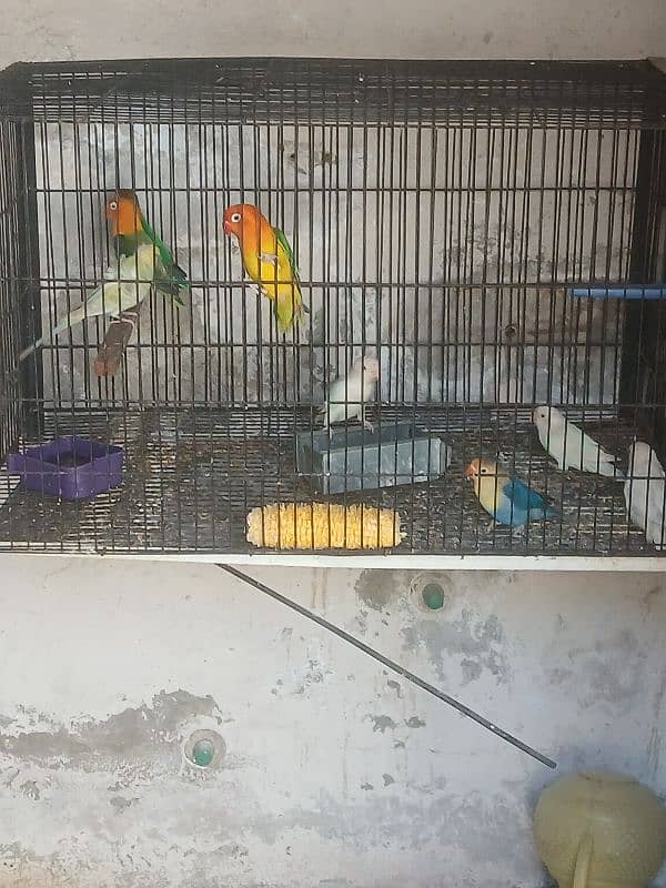 parrot for sale Jama cage 0