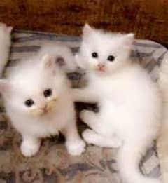 2 Male kittens for Sale single for 15000