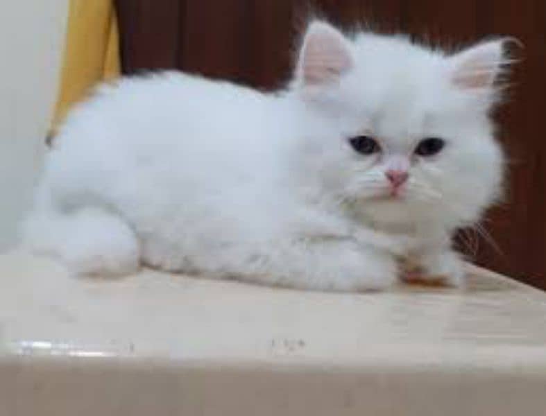 2 Male kittens for Sale single for 15000 1