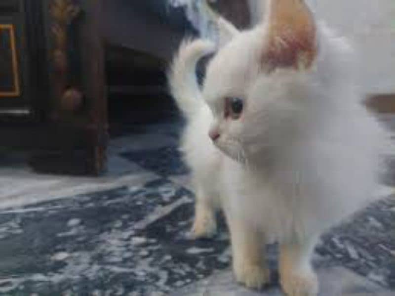 2 Male kittens for Sale single for 15000 4