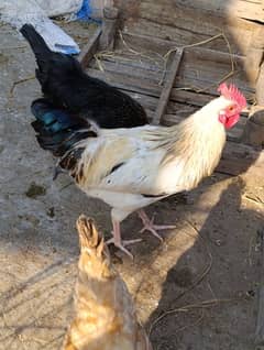 desi egg laying hens