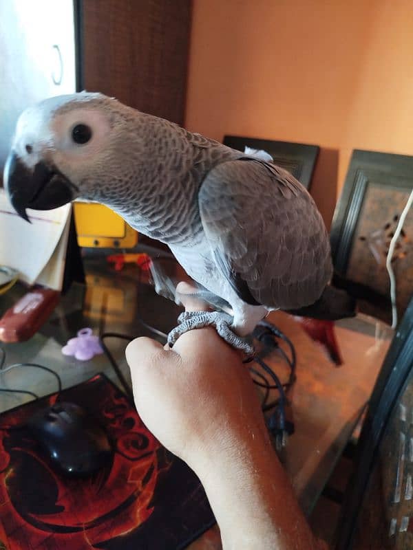 African Grey Congo 4 month chick 0