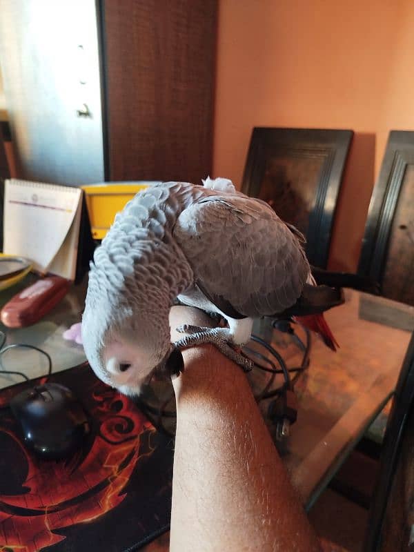 African Grey Congo 4 month chick 1