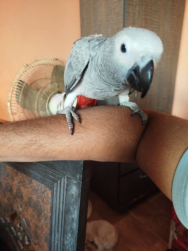 African Grey Congo 4 month chick 2