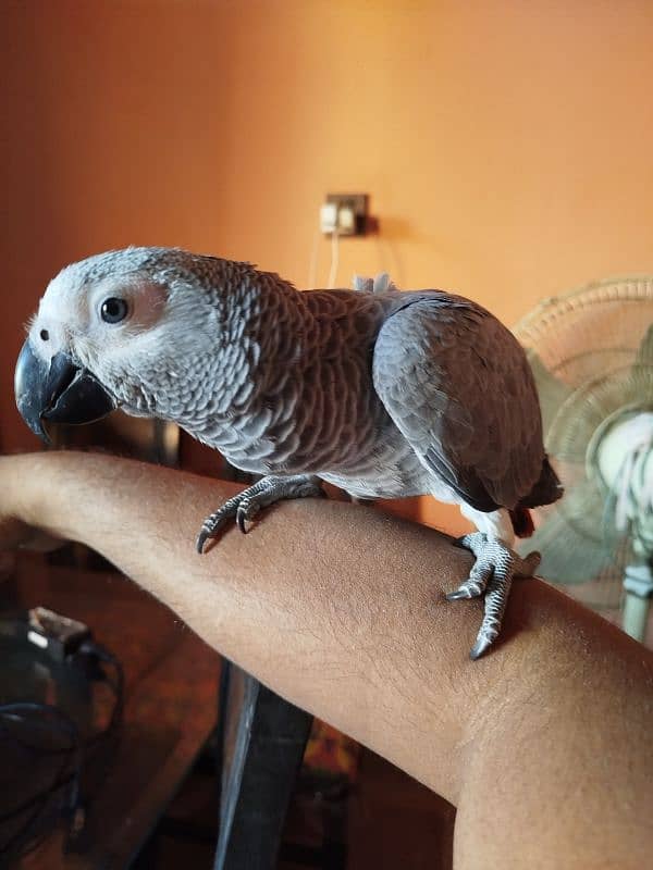 African Grey Congo 4 month chick 3