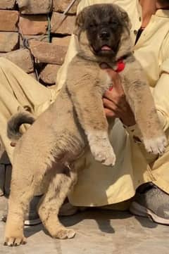 king Turkish Kangal  dabal hadi ful havey bone for sale