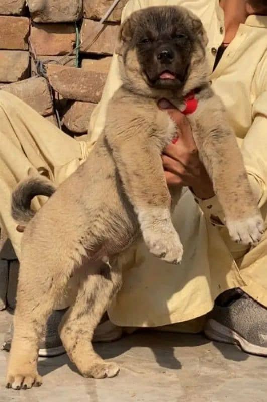 king Turkish Kangal  dabal hadi ful havey bone for sale 0