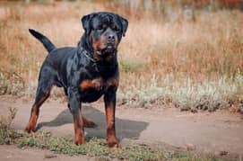 Rottweiler  available looking for a new home