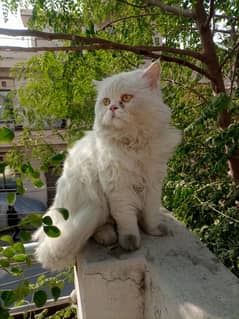 White Triple coated punch face adult male cat