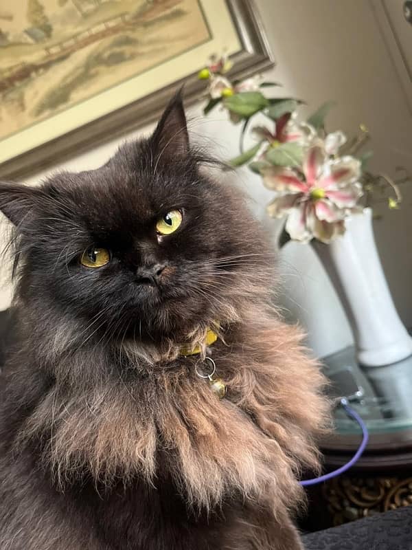 Persian Cat | Triple Coated | Golden Eyes | Punch Face 0