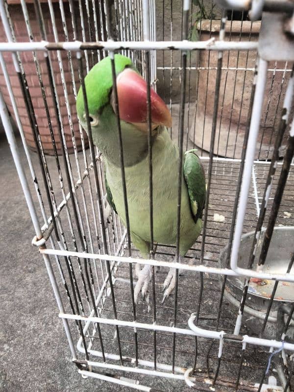 Raw Parrot for sale. 1