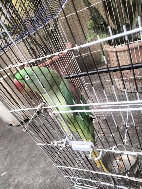 Raw Parrot for sale. 4