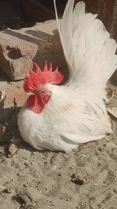 Japanese white tail bantam