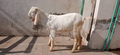 Bakra