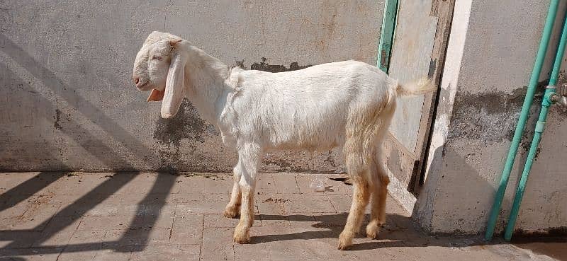 Bakra for sale 2025 qurbani 0