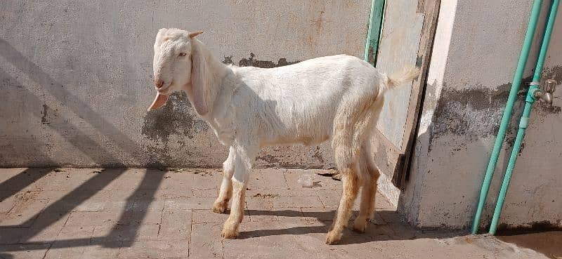 Bakra for sale 2025 qurbani 1