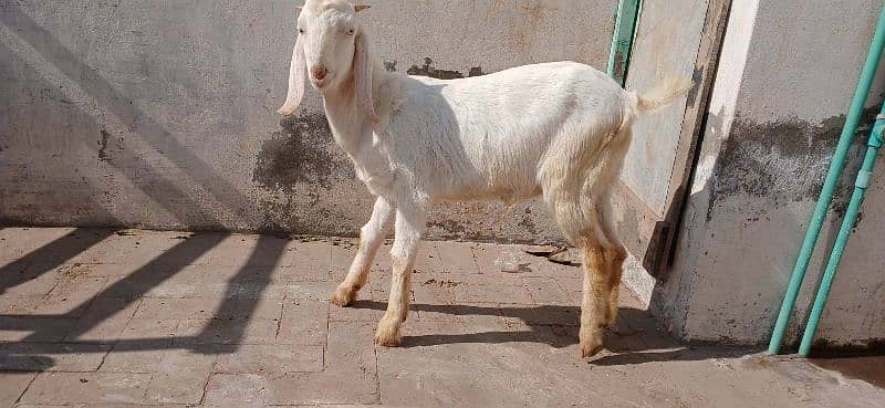 Bakra for sale 2025 qurbani 2