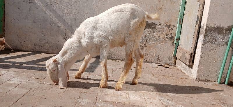 Bakra for sale 2025 qurbani 3