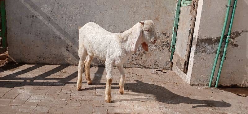 Bakra for sale 2025 qurbani 4