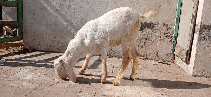 Bakra for sale 2025 qurbani 5