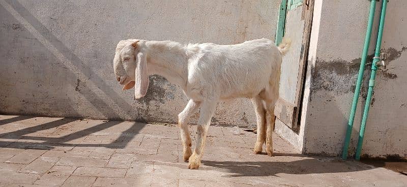 Bakra for sale 2025 qurbani 6