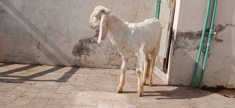 Bakra for sale 2025 qurbani 7