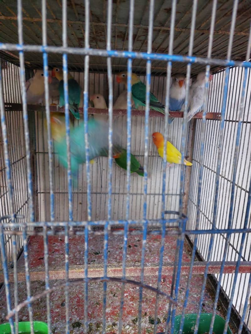 birds Complete setup for sale 2