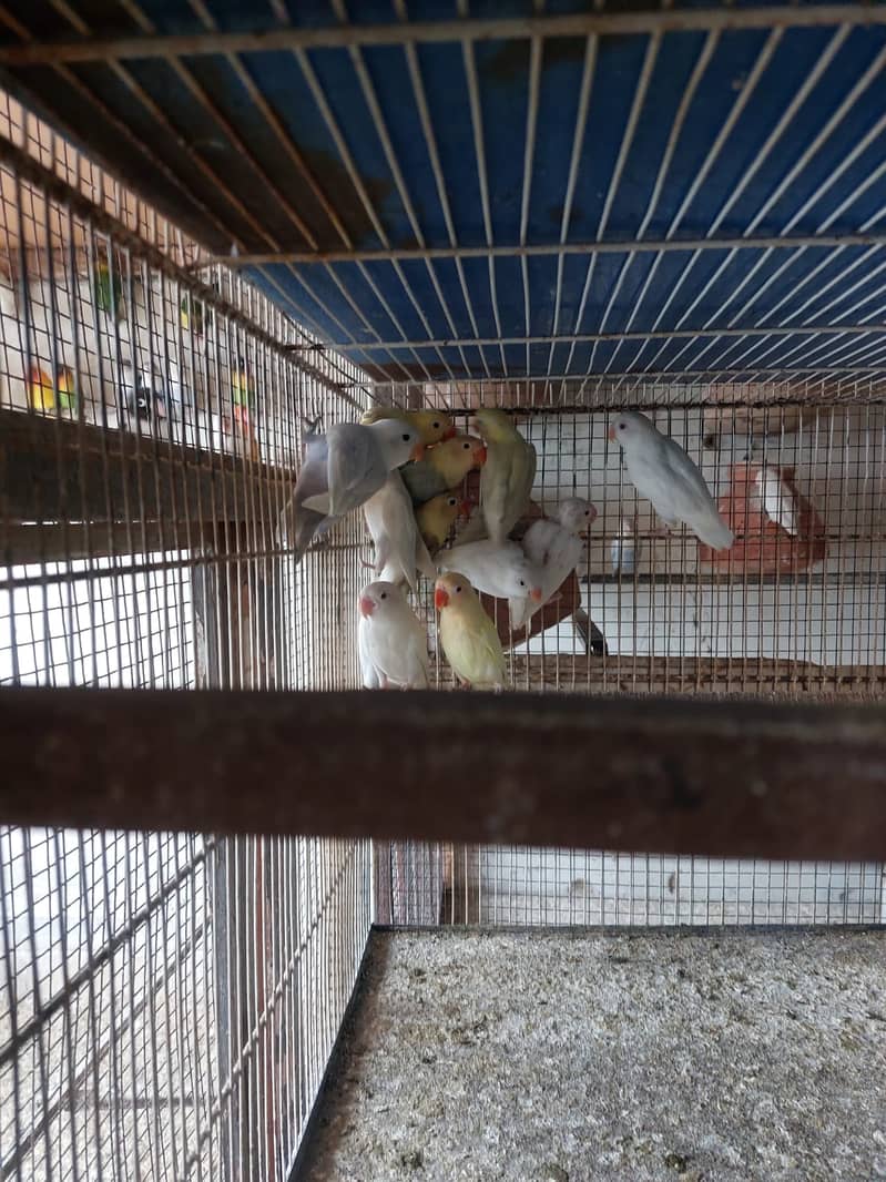 birds Complete setup for sale 3