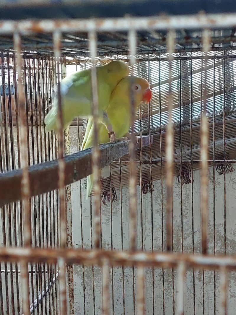 birds Complete setup for sale 4