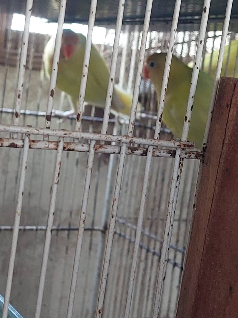 birds Complete setup for sale 5