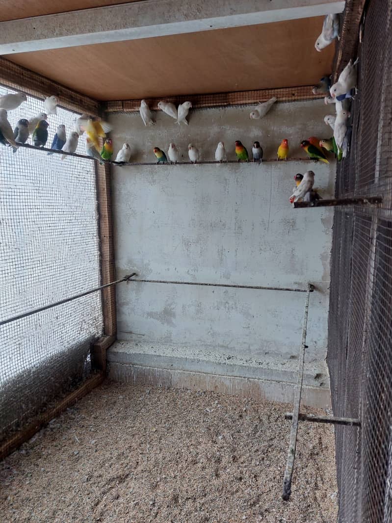 birds Complete setup for sale 6