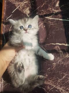 45 days kitten for sale