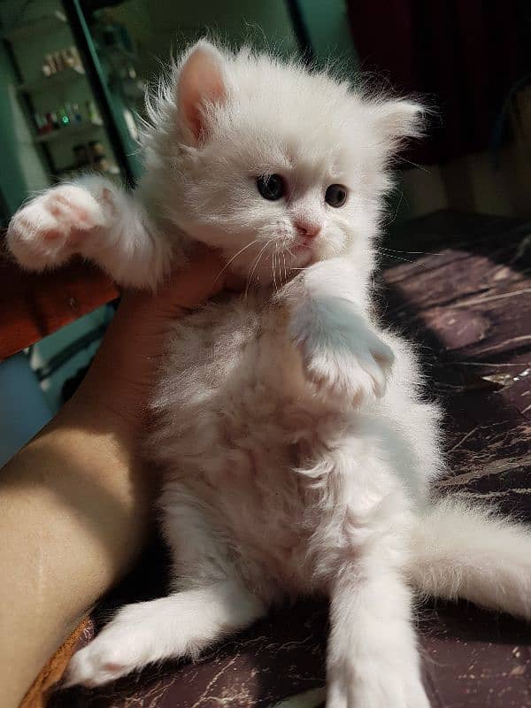 45 days kitten for sale 1