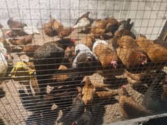 GOLDEN MISRI Hens for sale 100