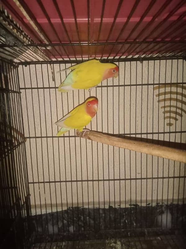 common lotino breader pair and 1.5 by 2 size cage and kikar box 0