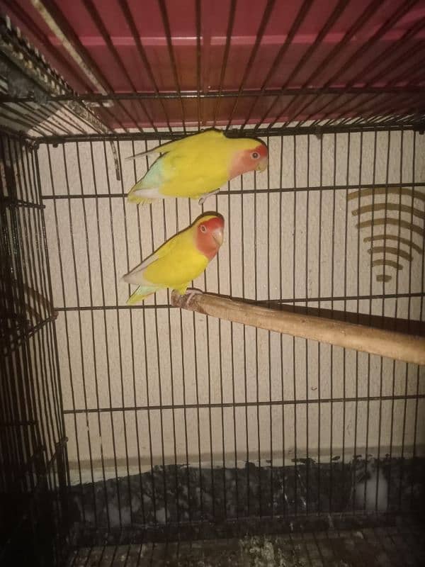 common lotino breader pair and 1.5 by 2 size cage and kikar box 1