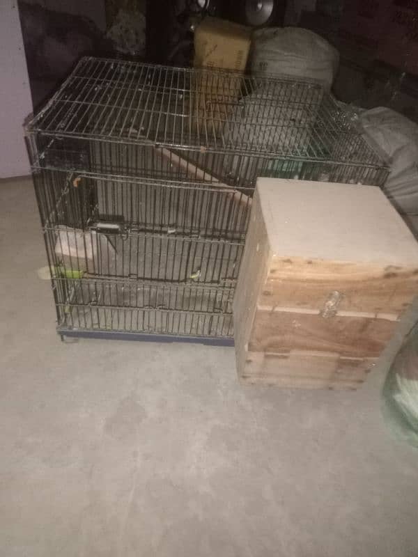 common lotino breader pair and 1.5 by 2 size cage and kikar box 7