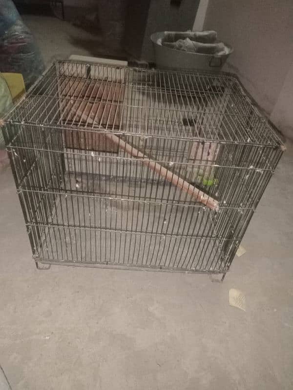 common lotino breader pair and 1.5 by 2 size cage and kikar box 9