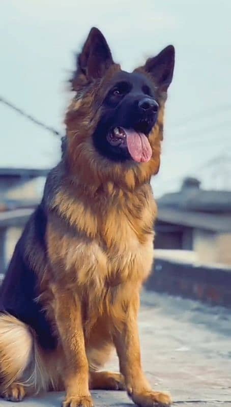 German Shepherd female 0